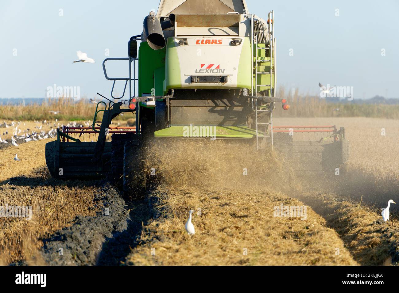 Harvesting of the rice by machine tractor on a vast field. Industrial agriculture. Process of collecting the mature rice crop from the field. Stock Photo