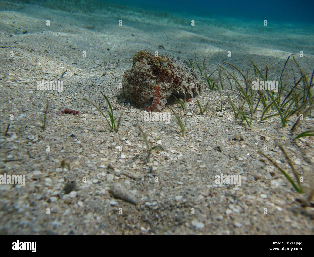 Pharaoh cuttlefish,Pharaoh Cottlefish, Mollusks, type of Mollusk, Head