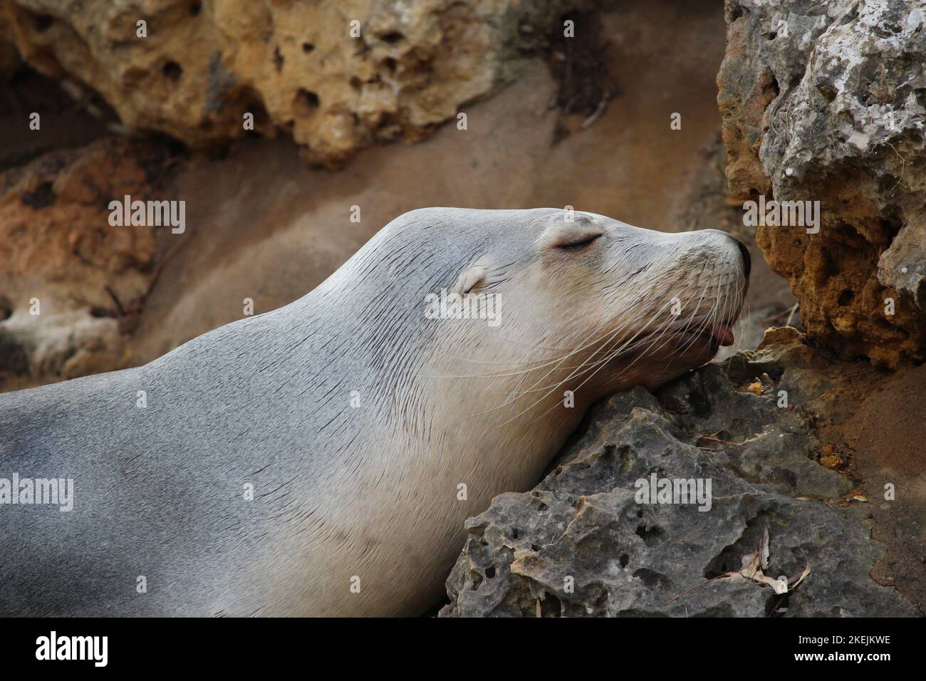 Sleeping Seal Sticking Tongue Out Stock Photo Alamy