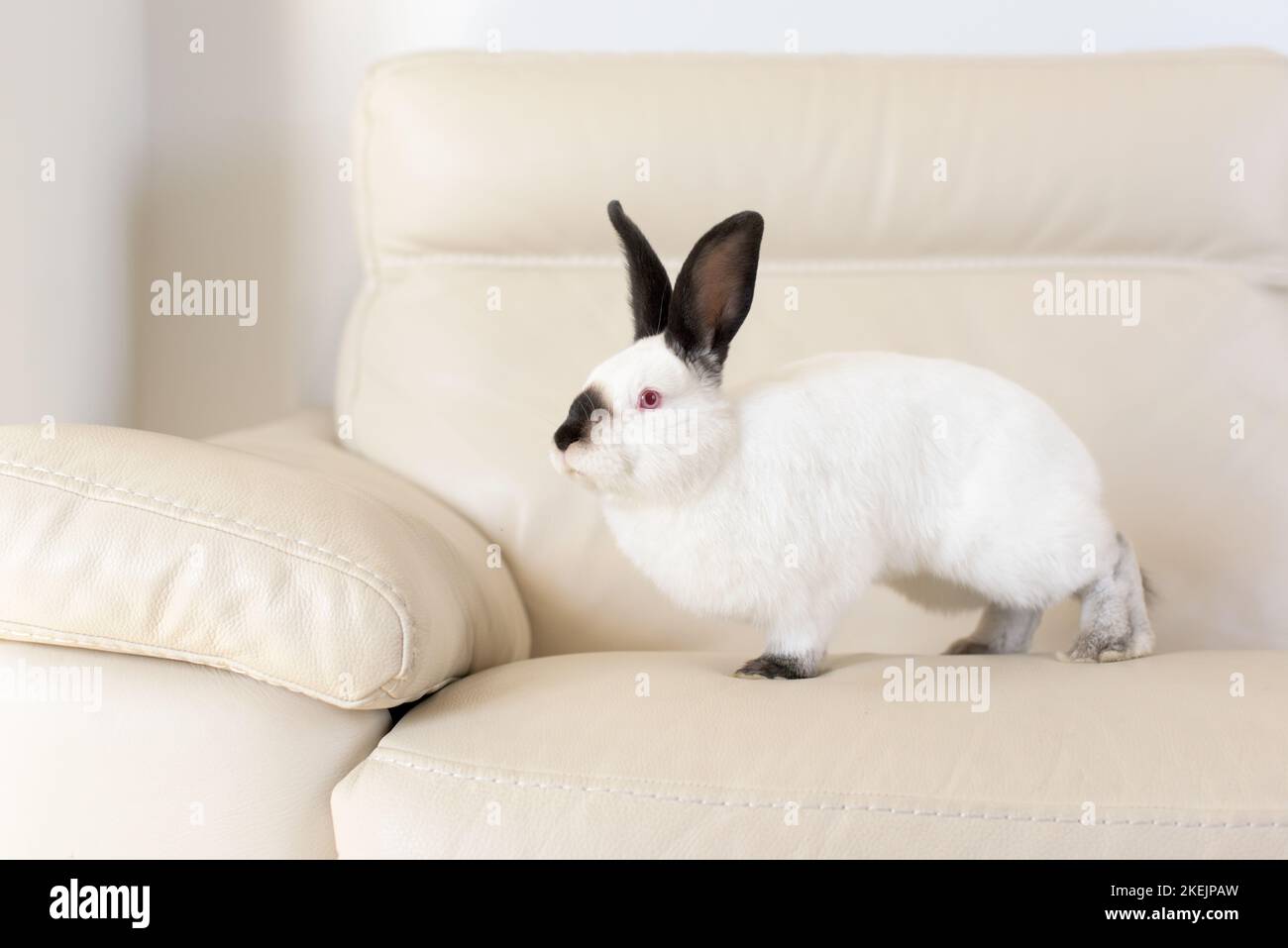 A white rabbit with red eyes and black ears sits on a white leather sofa Stock Photo