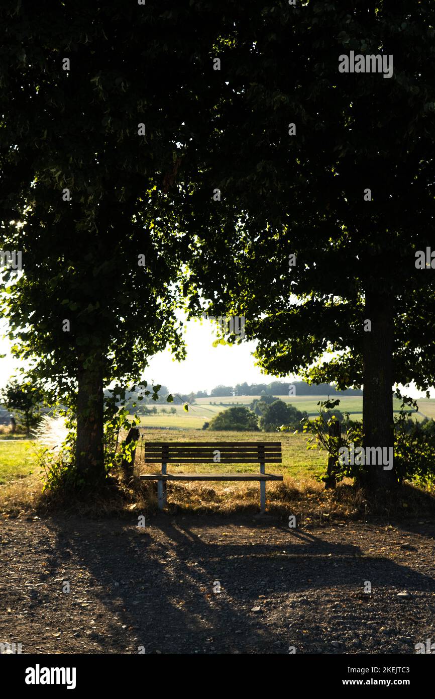 A wooden bench in the middle of two tall trees Stock Photo - Alamy