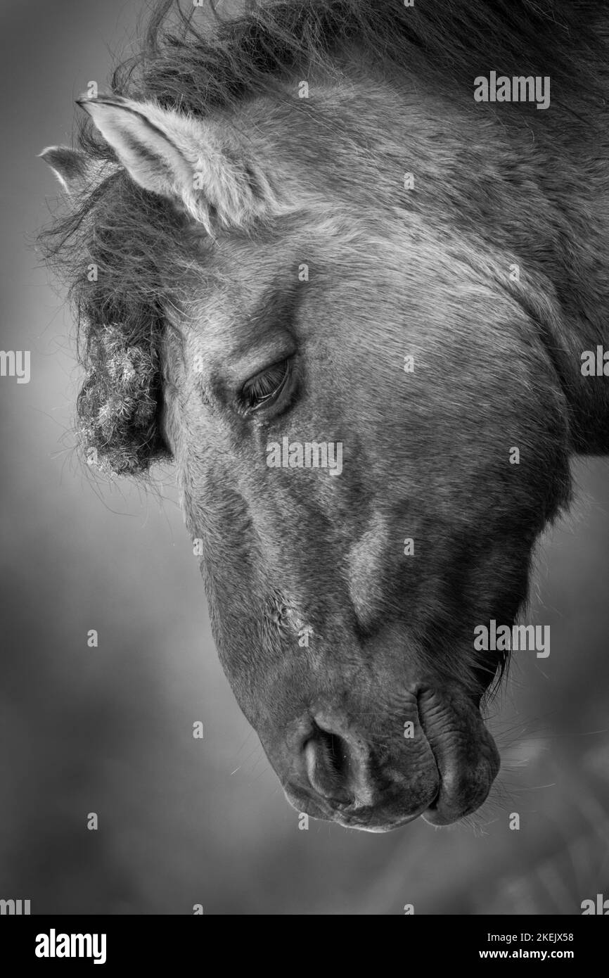 Portrait of a Wild Konik Pony at Wicken Fen, 12th November 2022 Stock Photo