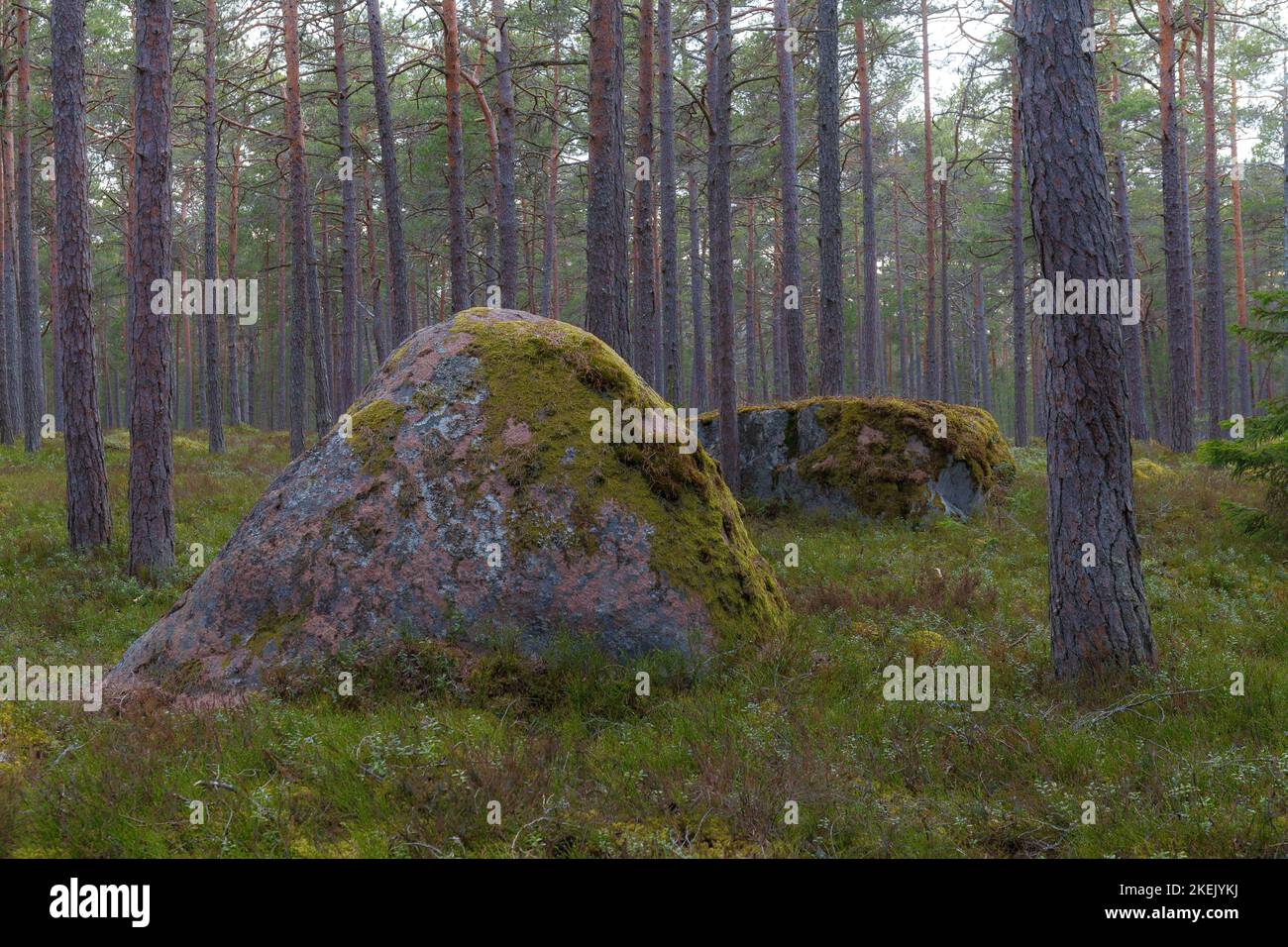 wilderness landscape forest with pine trees and moss on rocks Stock ...