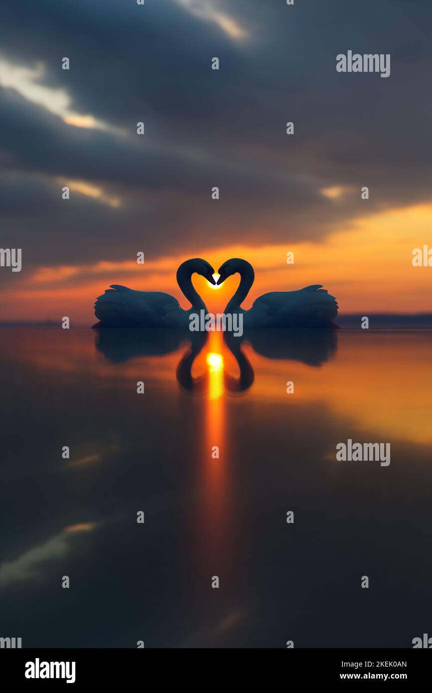 Two Beautiful Swans kissing on a lake at sunset. Love Bird Concept. 3D Illustration Stock Photo