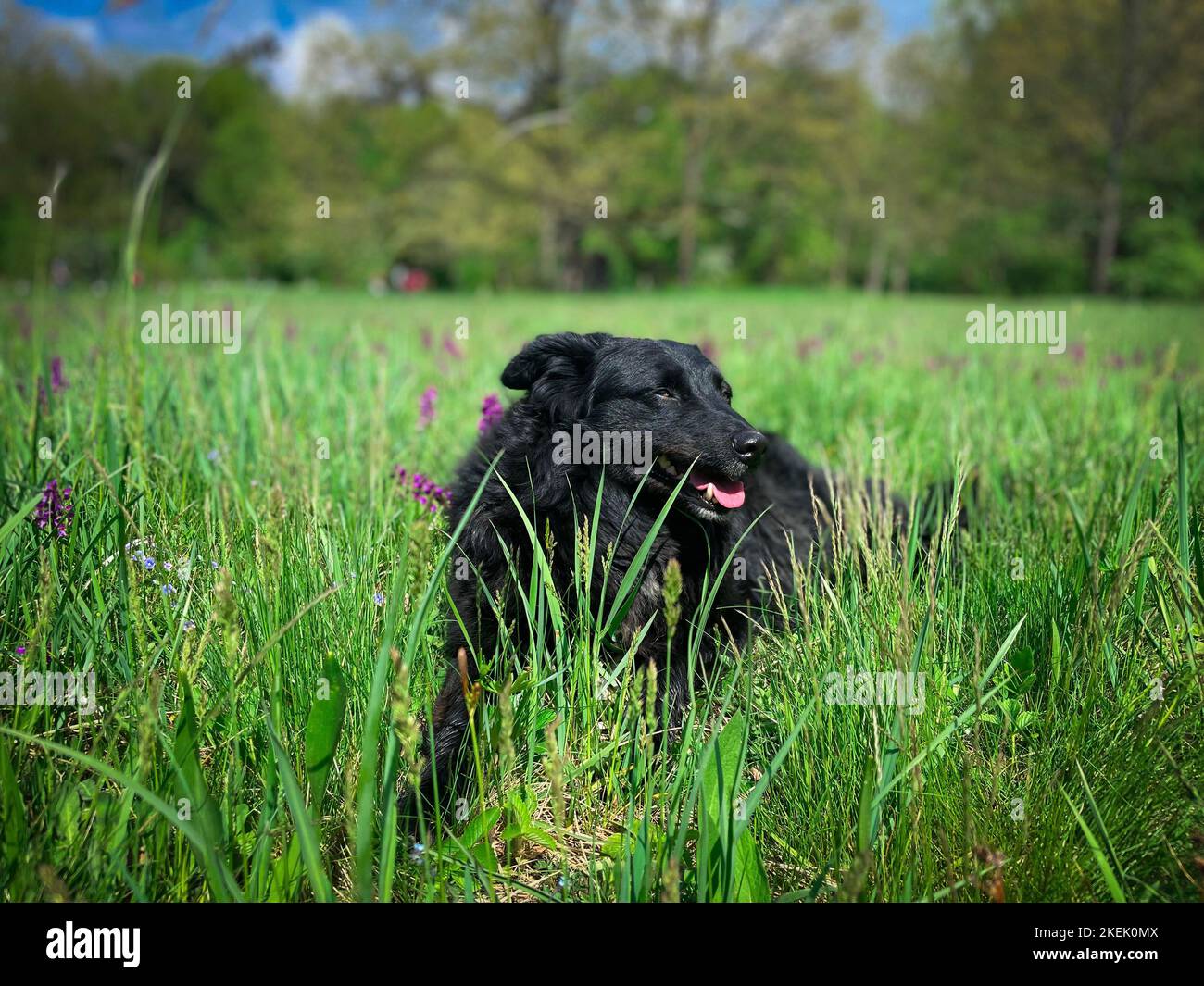 Curated visual reference: Relaxing Your Dog In Grass Reference: A Beautiful Shot Of A Black Dog Relaxing In The