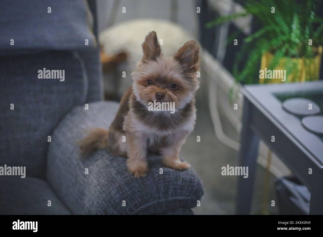 Cute Fluffy Dog / Small Puppy / Chocolate Fluffy Dog Stock Photo Alamy