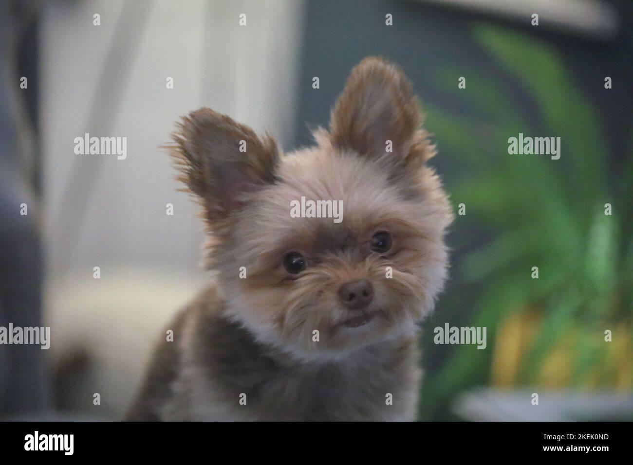 Cute Fluffy Dog / Small Puppy / Chocolate Fluffy Dog Stock Photo Alamy
