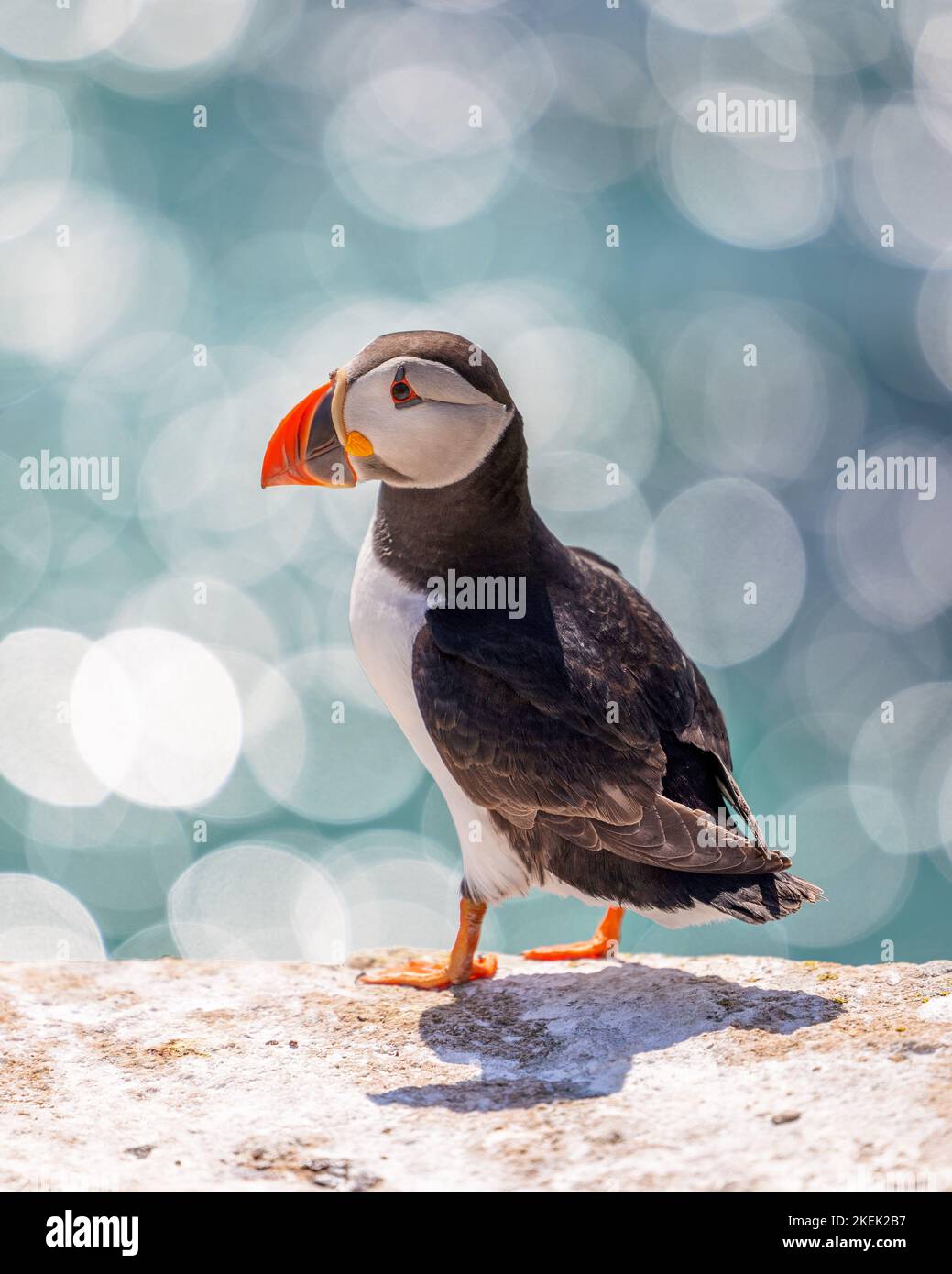 A closeup shot of an Atlantic puffin standing on the rock with a bokeh ...