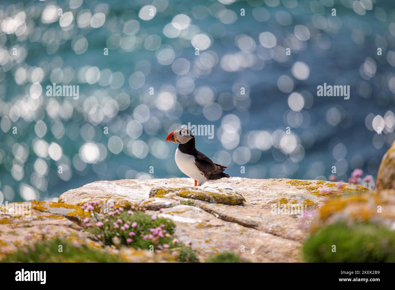 A closeup shot of an Atlantic puffin standing on the rock with a bokeh ...