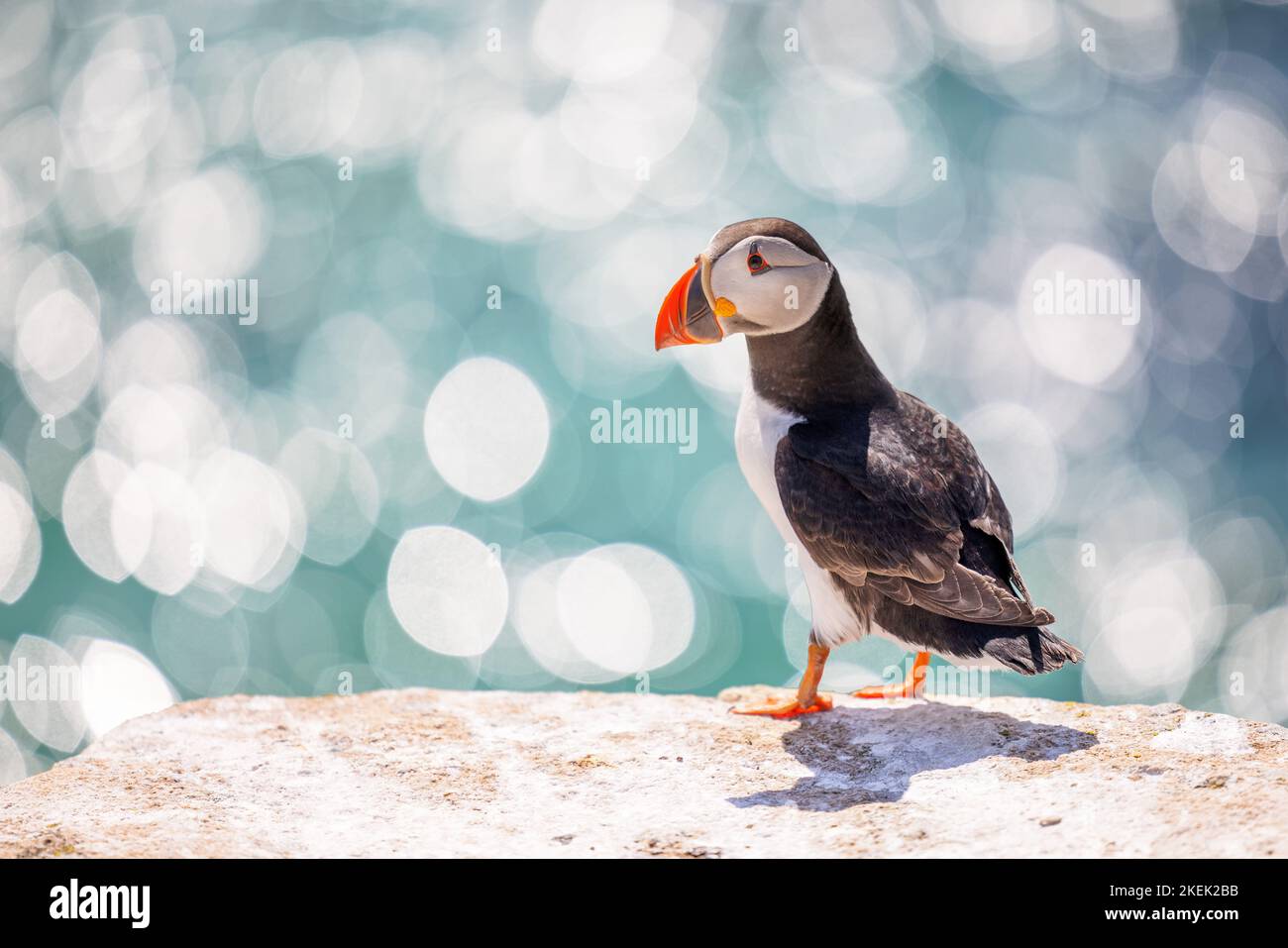 A closeup shot of an Atlantic puffin standing on the rock with a bokeh ...