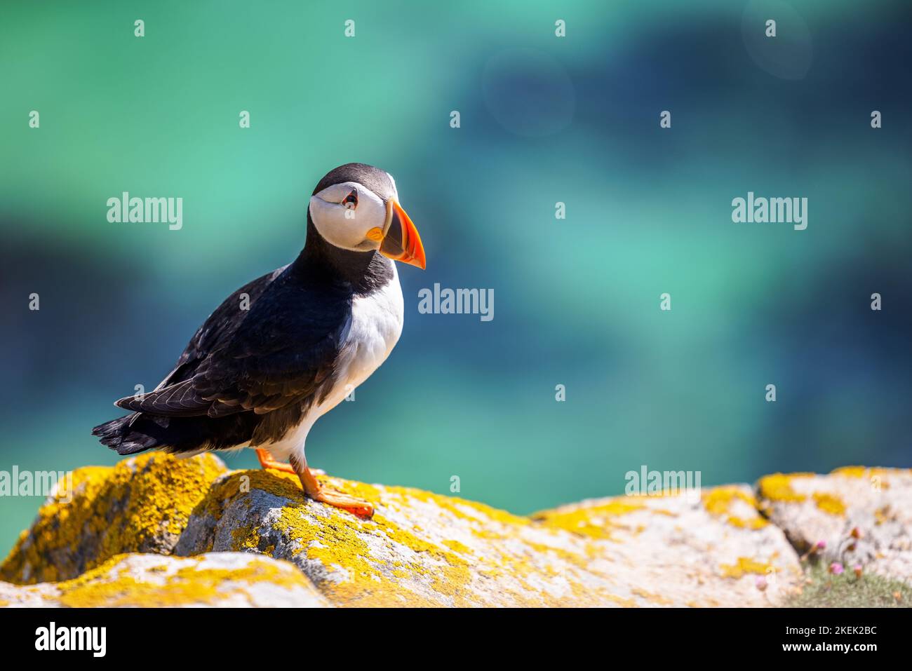 A closeup shot of an Atlantic puffin standing on the rock with a bokeh ...