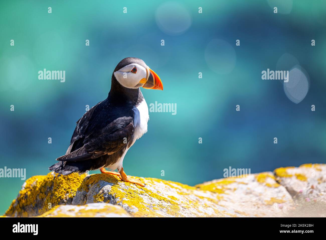A closeup shot of an Atlantic puffin standing on the rock with a bokeh ...