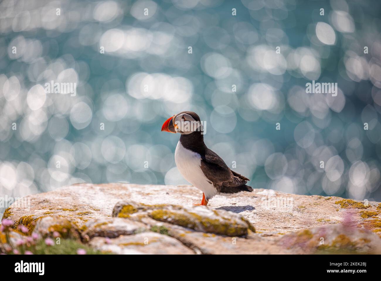 A closeup shot of an Atlantic puffin standing on the rock with a bokeh ...