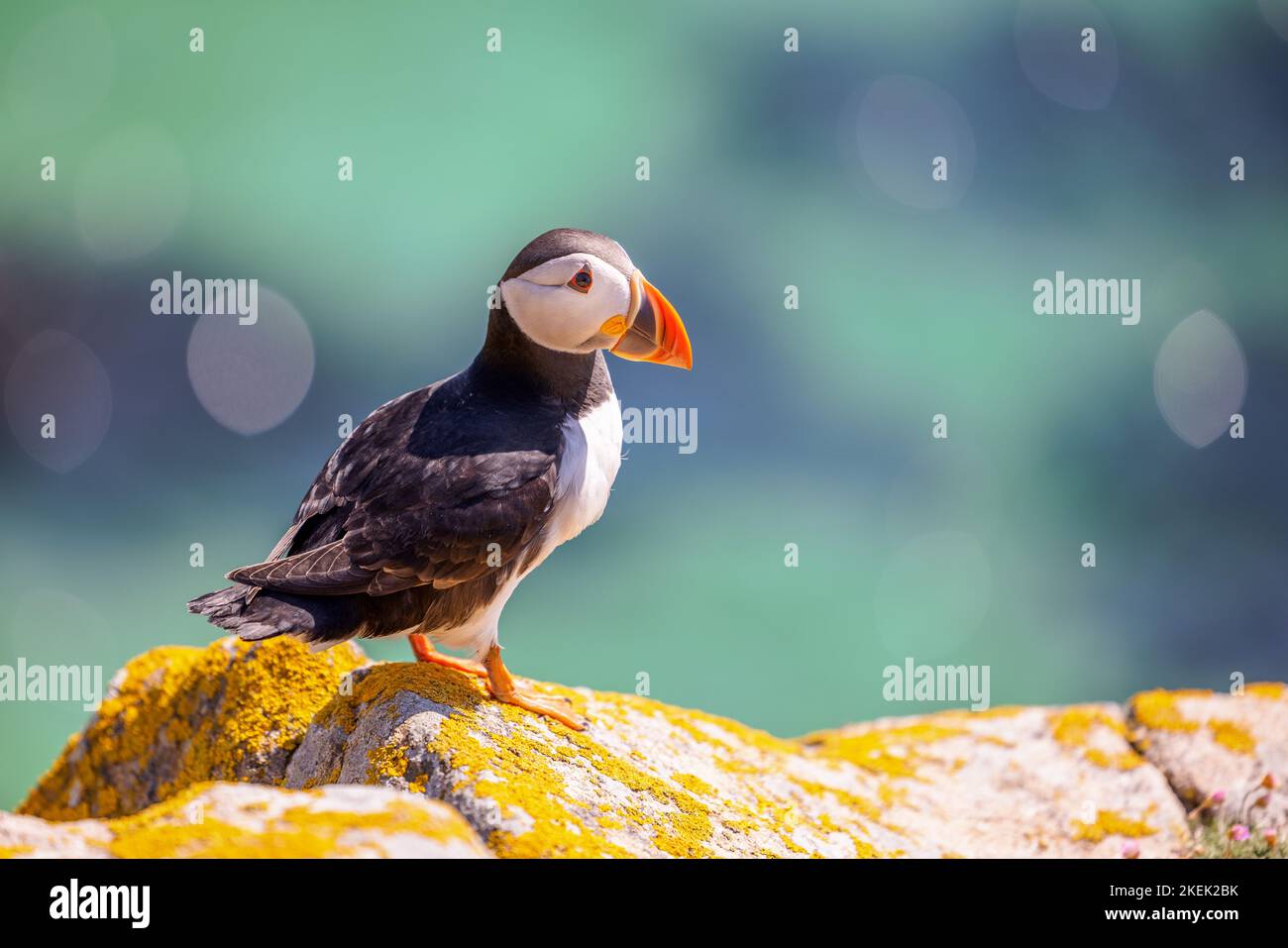 A closeup shot of an Atlantic puffin standing on the rock with a bokeh ...