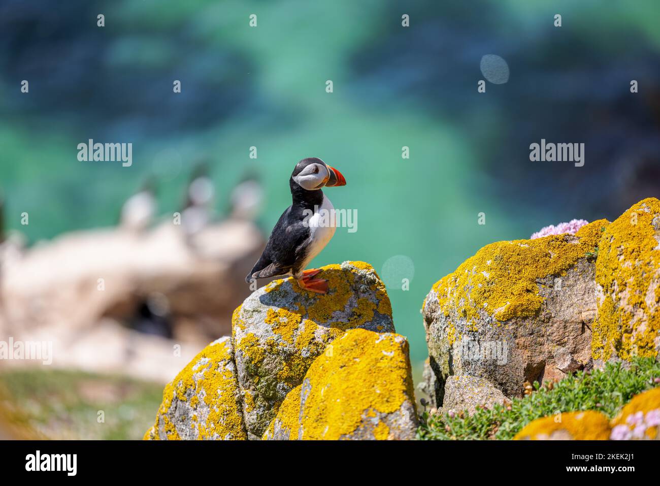 A closeup shot of an Atlantic puffin standing on the rock with a ...