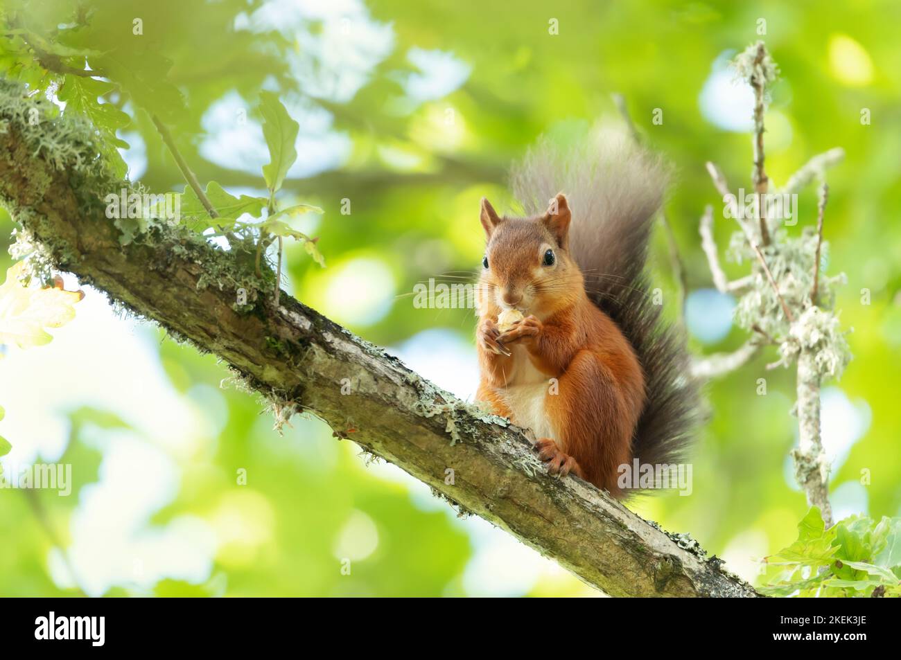 Squirrel acorn isolated hi-res stock photography and images - Alamy