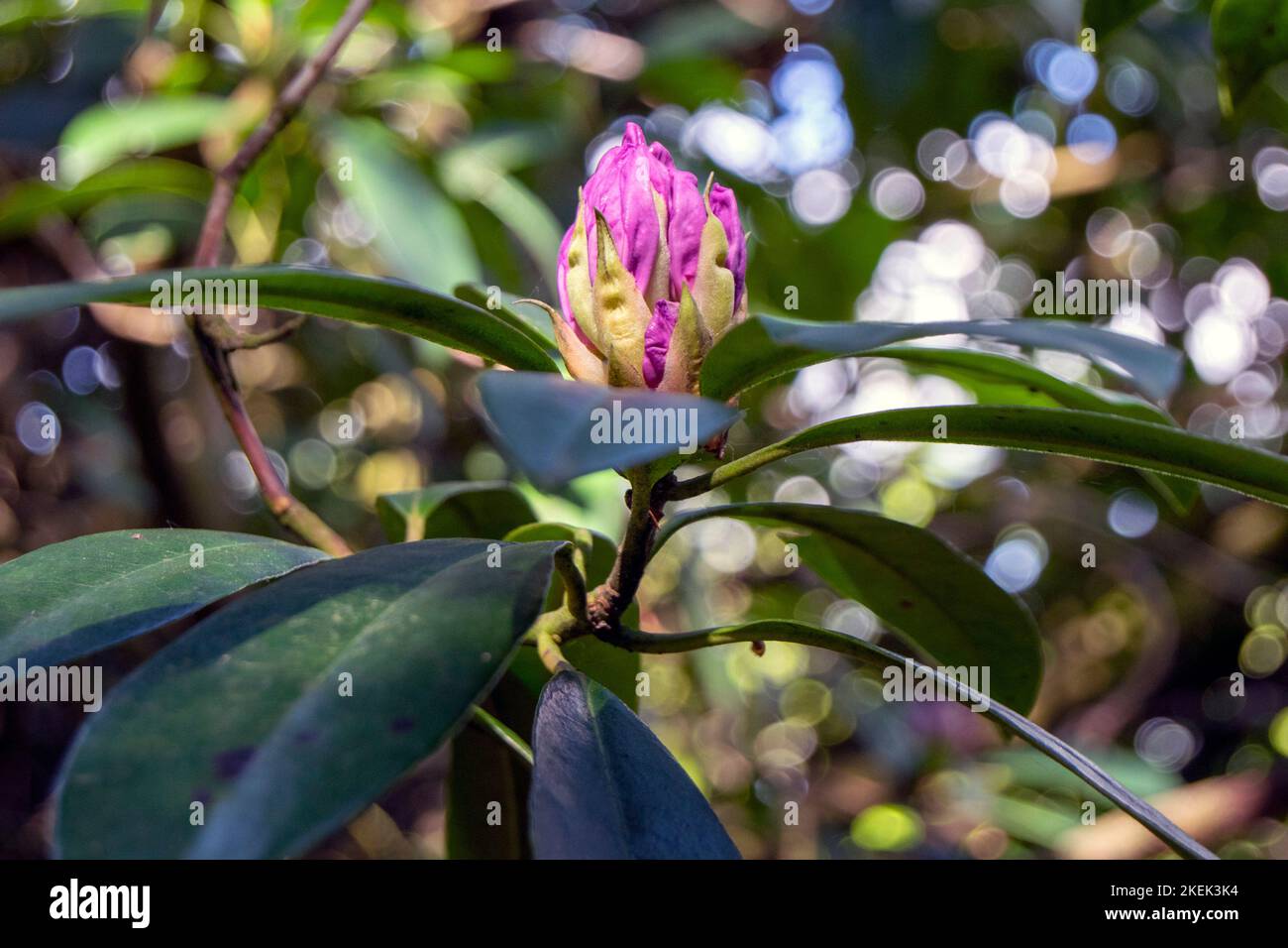 Flower budding at Allan Park, Sowerby Bridge Stock Photo Alamy