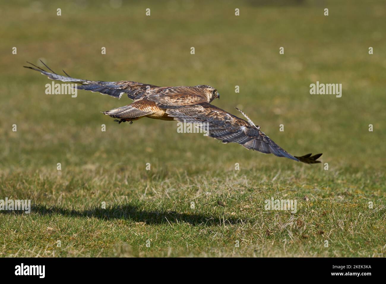 Variable Hawk (Buteo polyosoma) flying low over the ground on Sea Lion ...