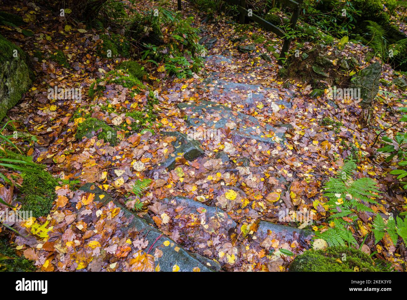 Wet fallen leaves on stone steps leading down to the shore of Derwentwater, Borrowdale Valley, English Lake District. Stock Photo