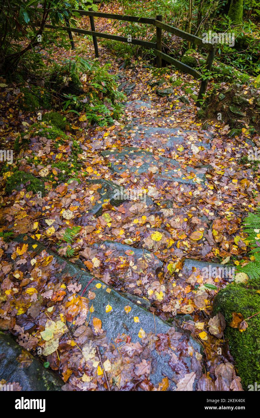 Wet fallen leaves on stone steps leading down to the shore of Derwentwater, Borrowdale Valley, English Lake District. Stock Photo