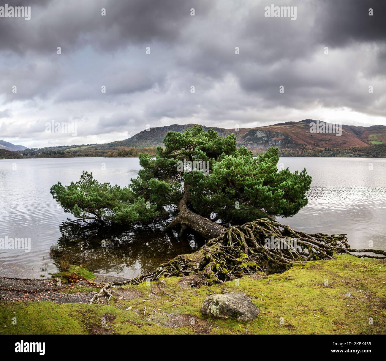 A fallen pine tree that has retained its roots and thrives by the shore of Derwentwater, English Lake District. Stock Photo