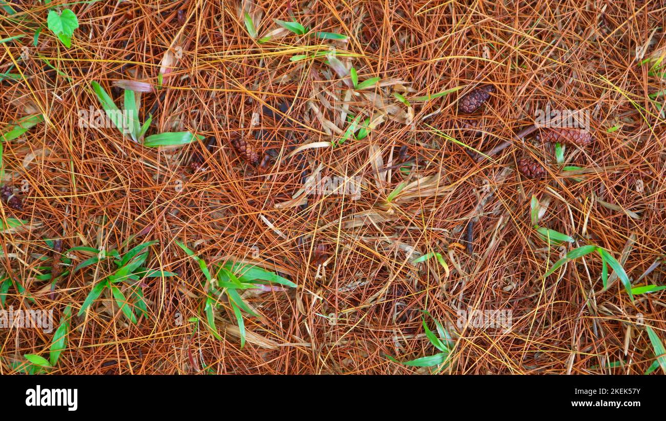 dry pine leaves as background Stock Photo Alamy