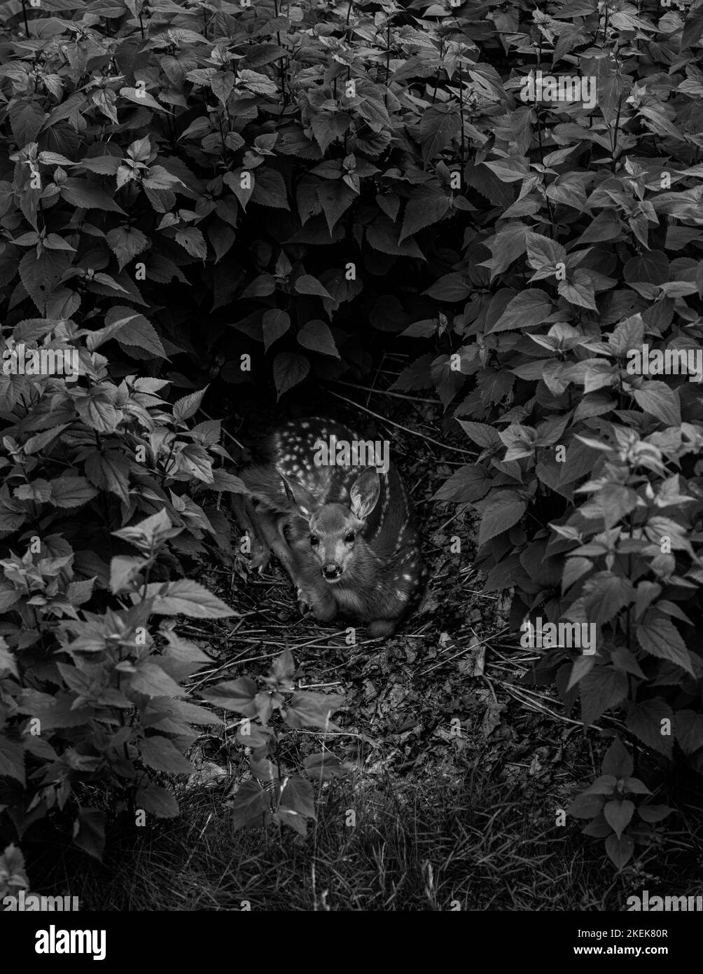 A black and white of a deer hiding in the leaves. Stock Photo