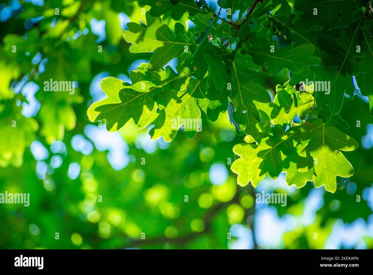 Branch with green oak leaves and sunlight, summer view Stock Photo