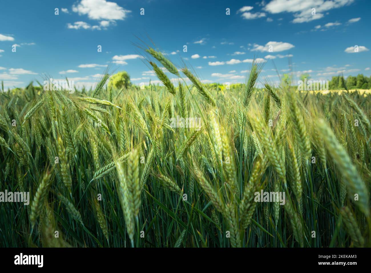 View of the grain field, the horizon and the blue sky, summer day Stock Photo