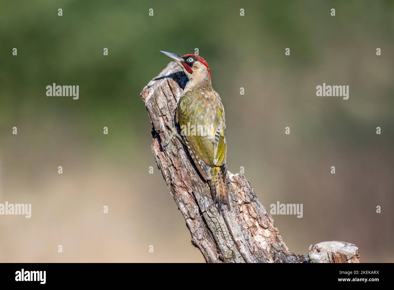 Green Woodpecker; Picus viridis; Male; on Tree Stump; UK Stock Photo