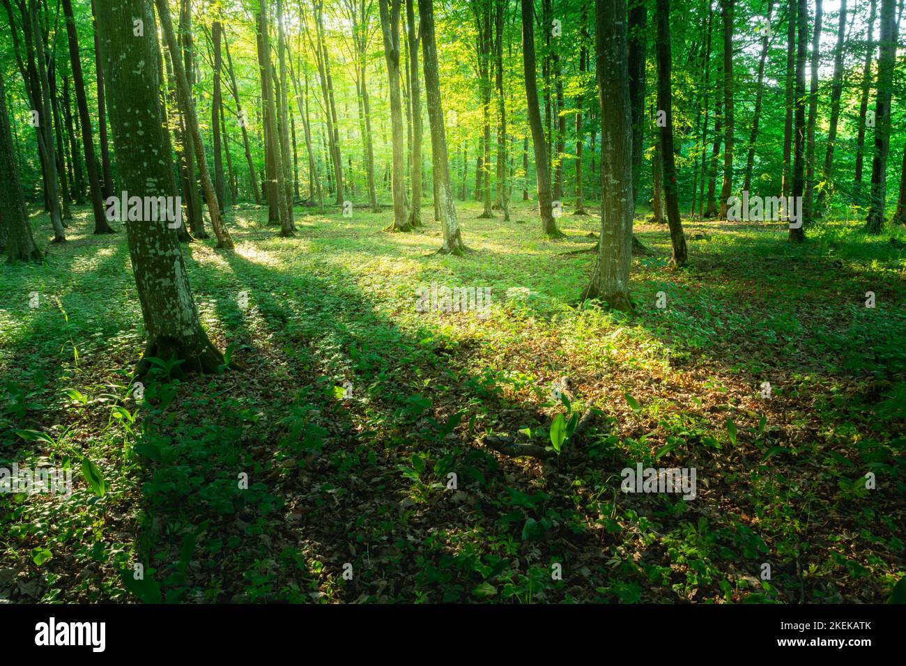 Sunlight and shadows in a green forest, summer day Stock Photo