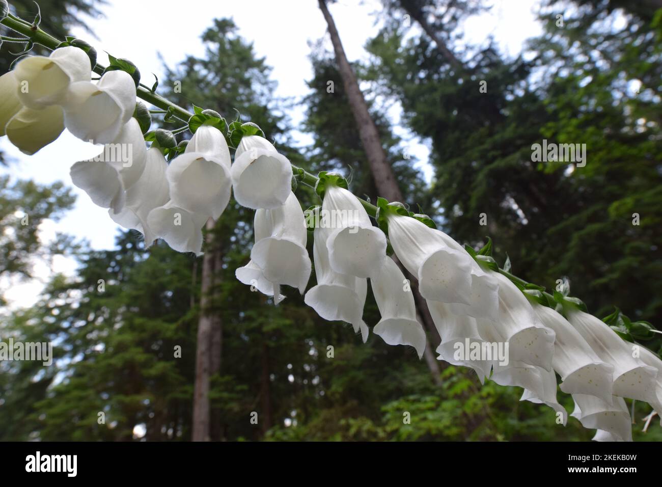 White lady's glove in North Cascades National Park in Washington Stock Photo