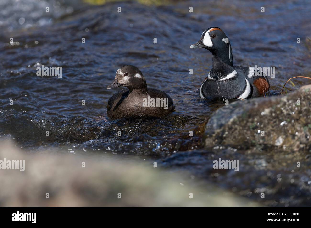 Harlequin Duck; Histrionicus histrionicus; Iceland Stock Photo
