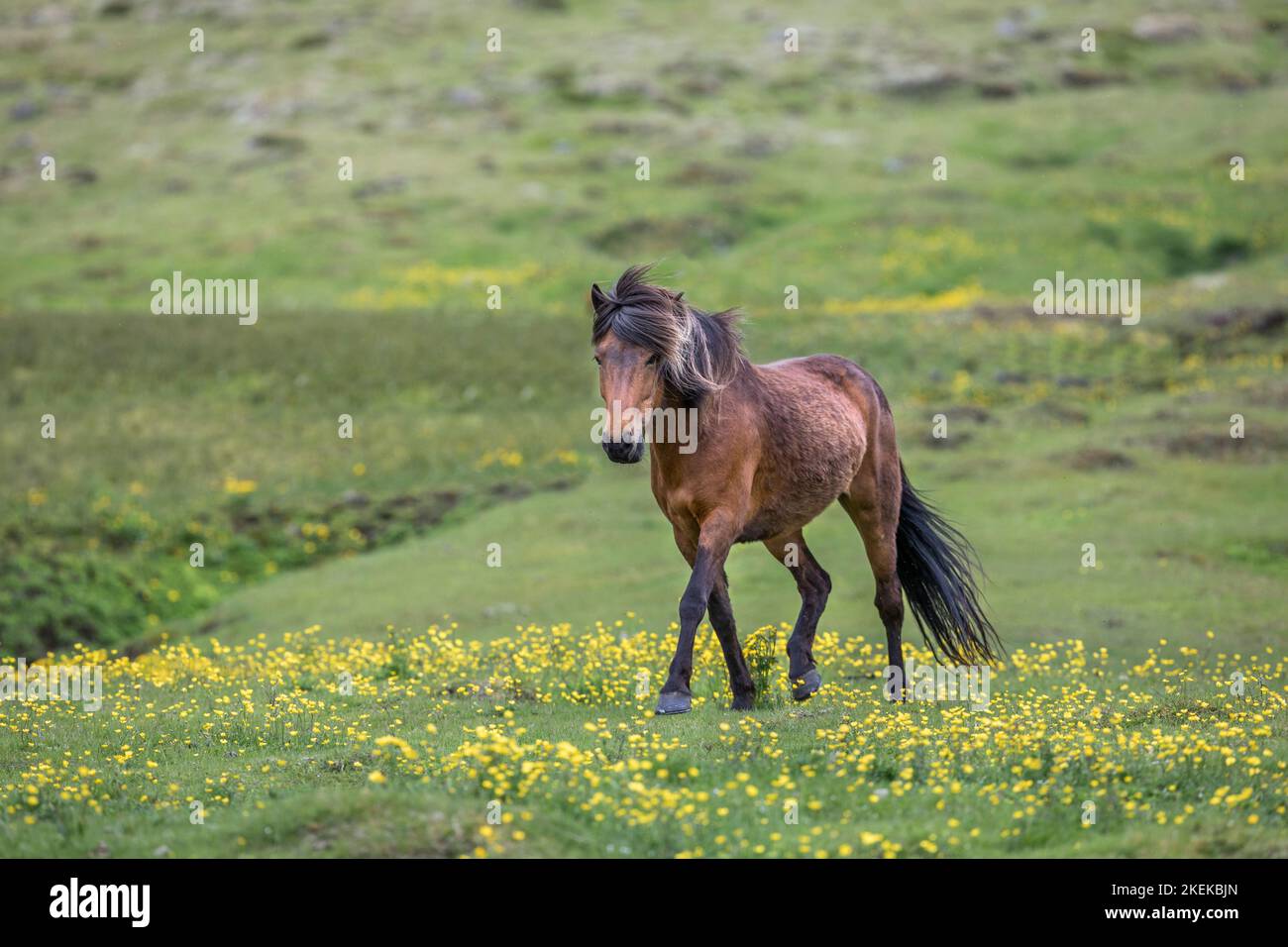 Iceland Horse; Summer Stock Photo