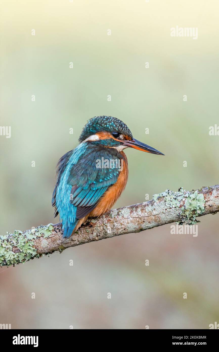 Kingfisher; Alcedo atthis; Female; UK Stock Photo