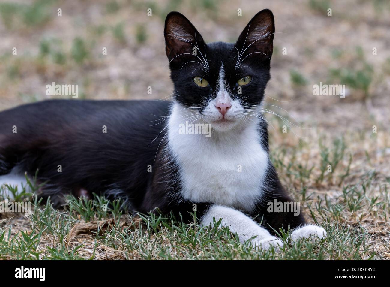 A beautiful portrait of black and white fluffy cat with light green ...