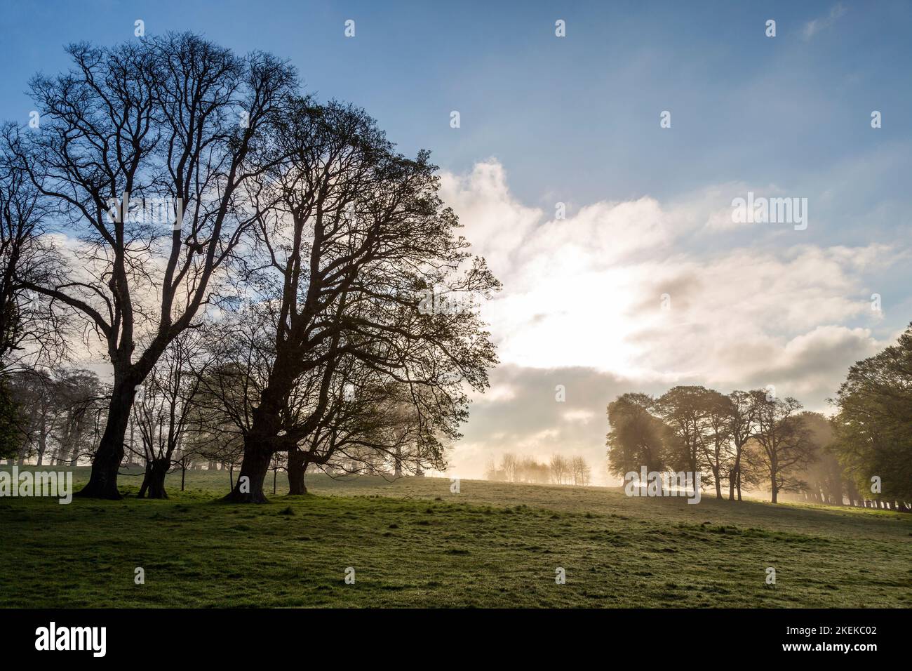Parkland Trees; Lanhydrock; Cornwall; UK Stock Photo