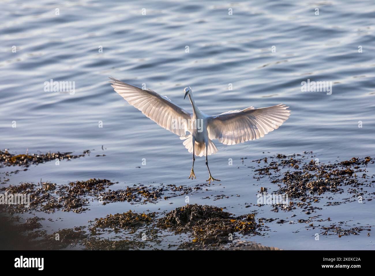 Little Egret; Egretta garzetta; Flight Landing; UK Stock Photo