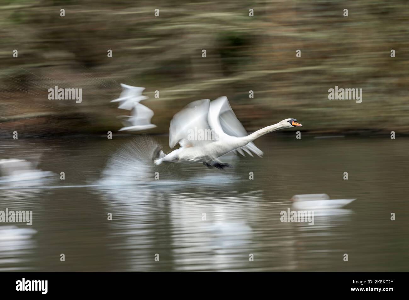 Mute Swan; Cygnus olor; Slow Shutter Speed; Take Off; UK Stock Photo