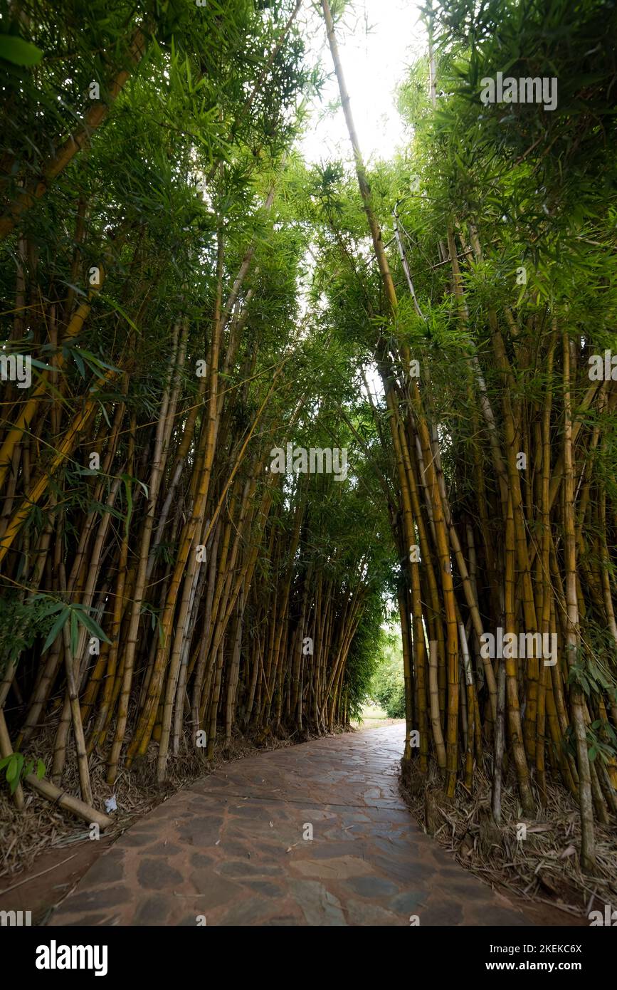 Vertical shot pathway leaves hi-res stock photography and images - Alamy