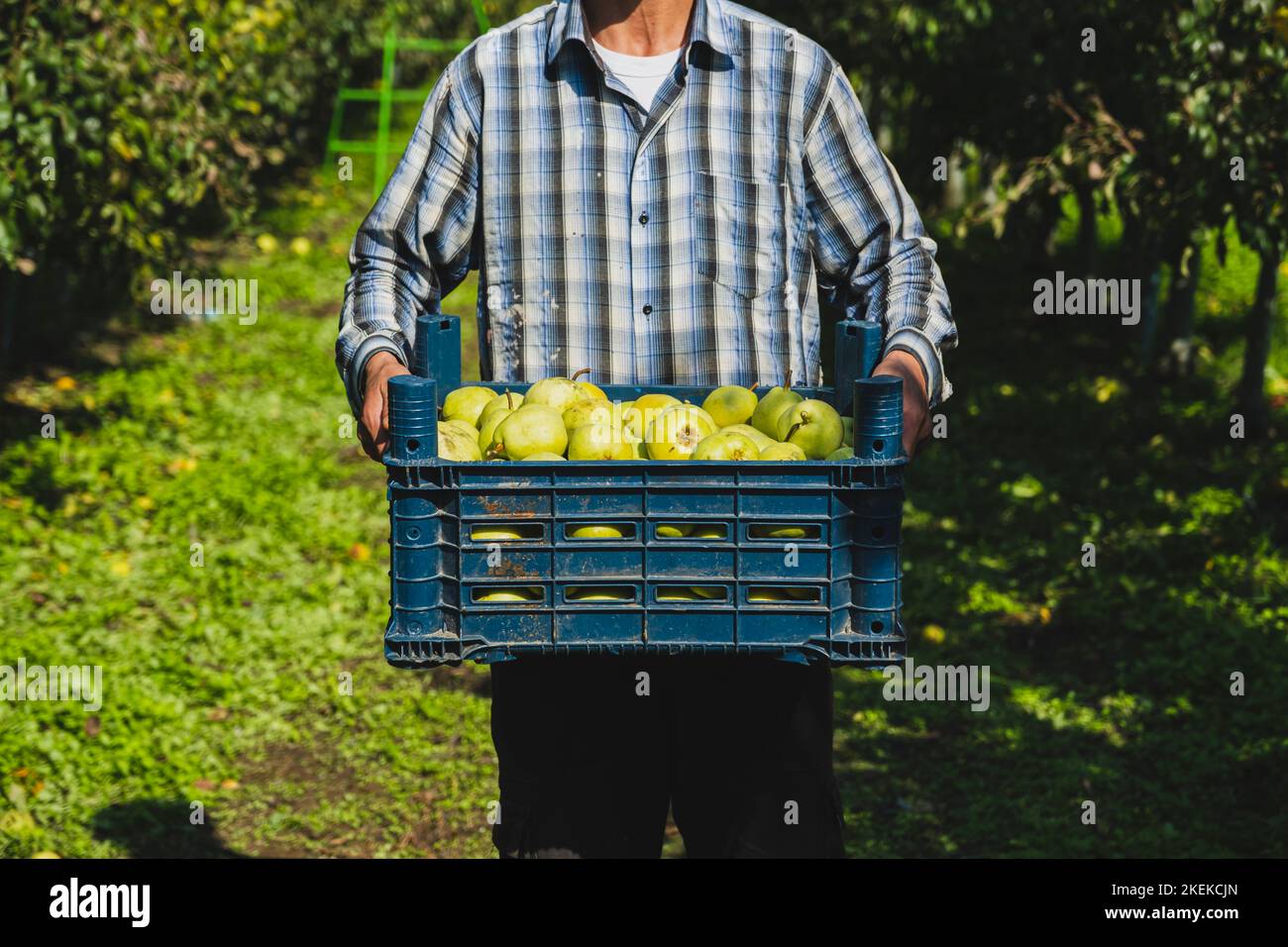 A farmer holding a crate of harvested pears Stock Photo - Alamy