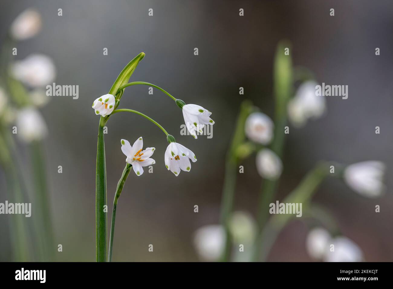 Snowflake; Leucojum sp.; Flowers; UK Stock Photo