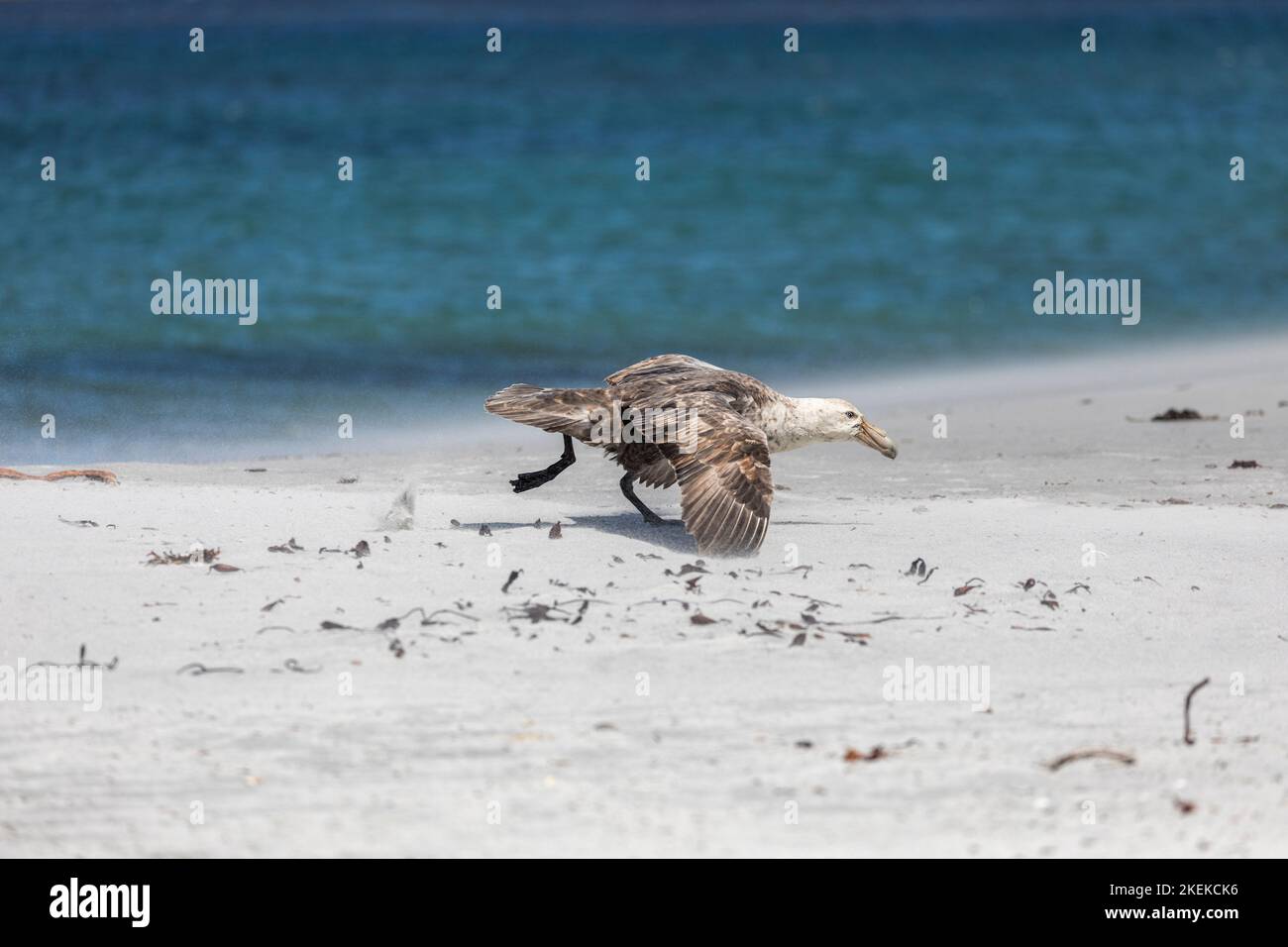 Southern Giant Petrel; Macronectes giganteus; Falklands Stock Photo