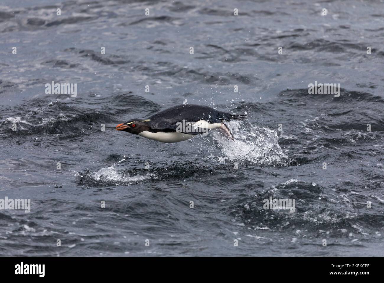 Southern Rockhopper Penguin; Eudyptes chrysocome; Porpoising at Sea; Falklands Stock Photo