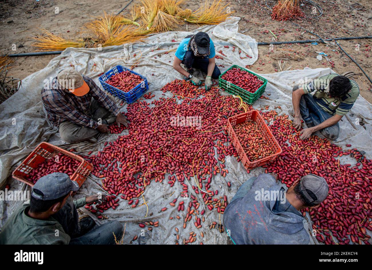 Palestinian Farming Gaza, Palestine. 9th Oct, 2022. Palestinian farmers sort dates at a ...