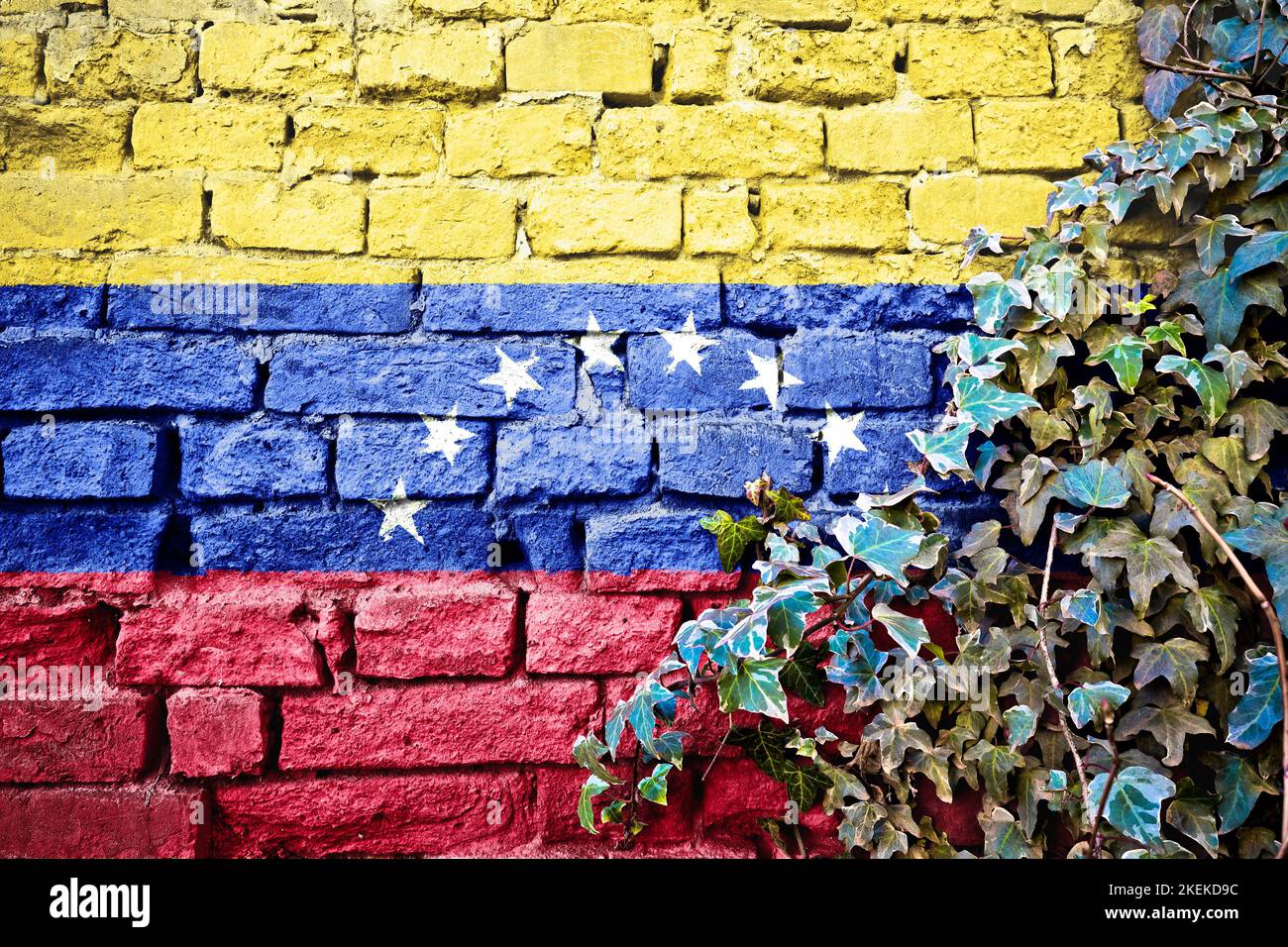 Venezuela grunge flag on brick wall with ivy plant, country symbol concept Stock Photo