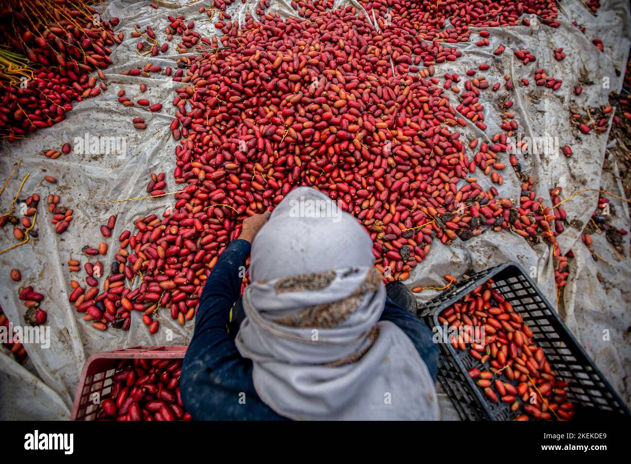 Palestinian Farming Gaza, Palestine. 21st Oct, 2022. A Palestinian farmer sorts dates at a ...