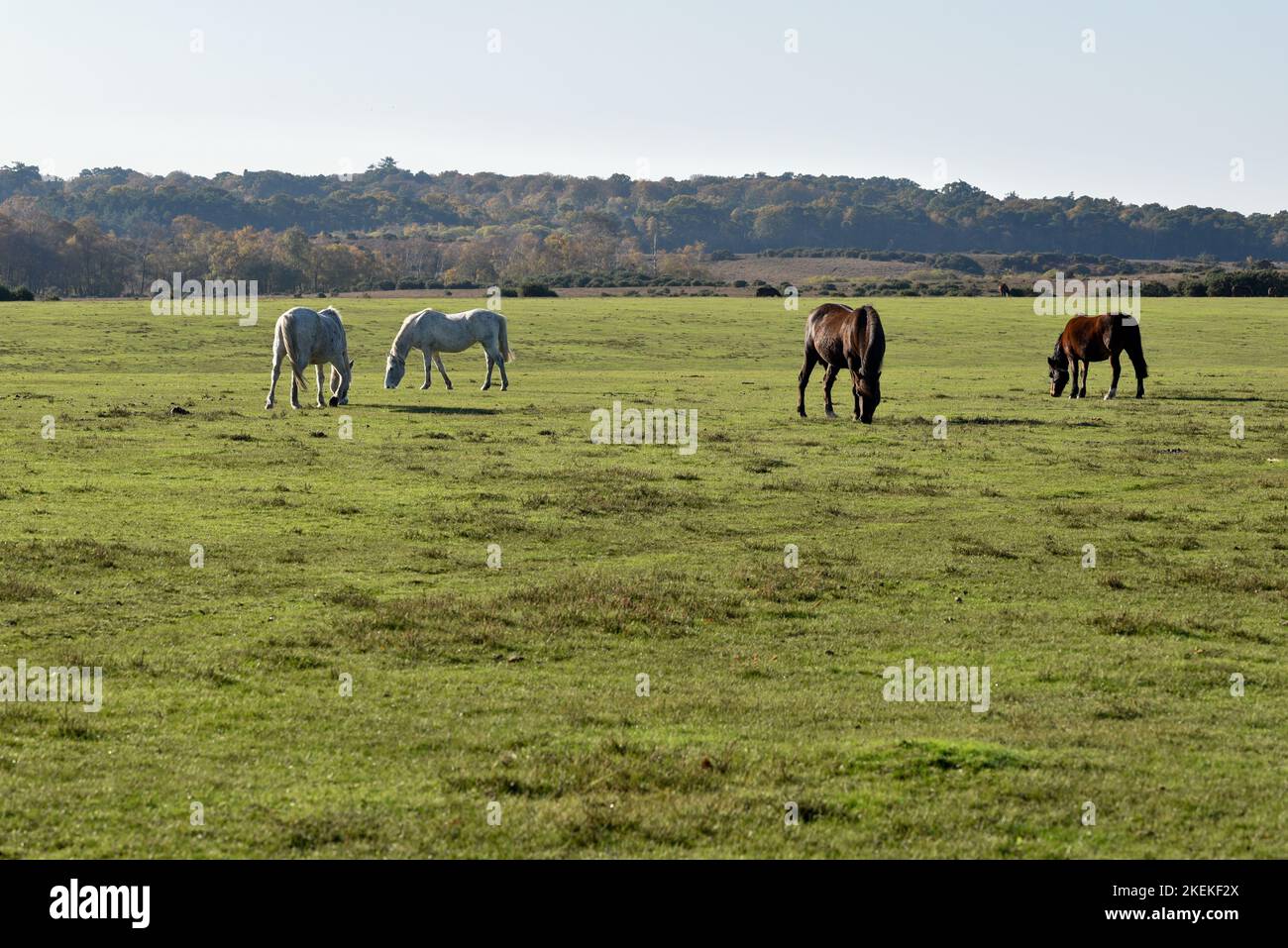 New Forest ponies grazing on the open pasture land in the south of England. Stock Photo