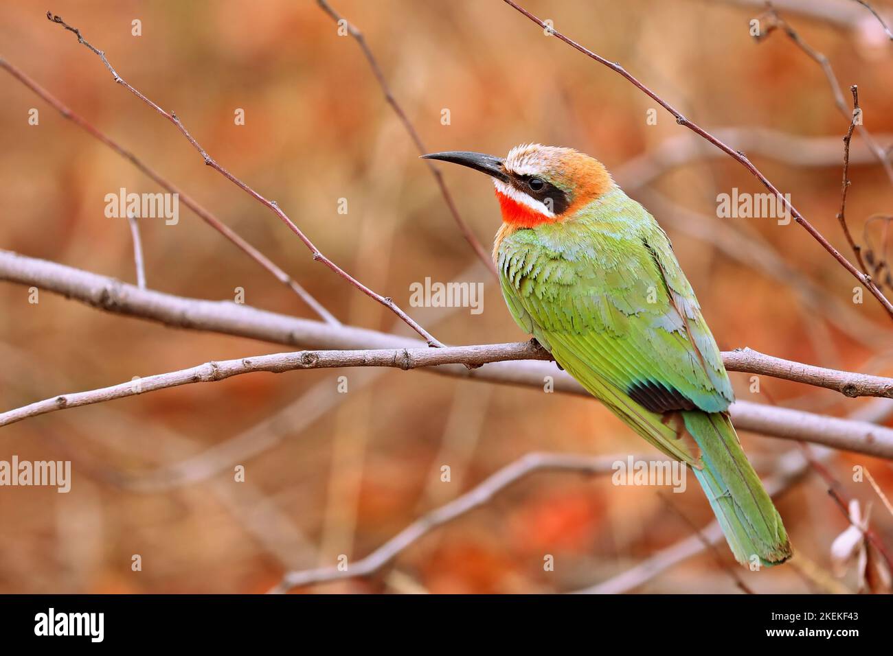 white-fronted bee-eater, Kruger NP, South Africa Stock Photo
