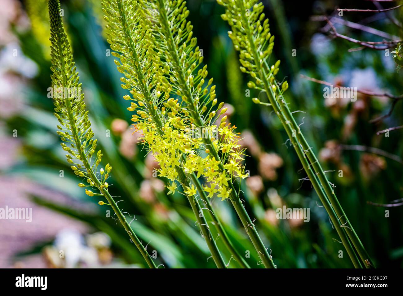 Closeup detail of Narrow leaved foxtail lily (Eremurus stenophyllus) Stock Photo
